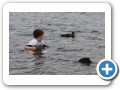 Swimming in Neary's Pond.