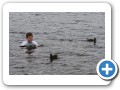 Swimming in Neary's Pond.