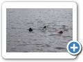 Swimming in Neary's Pond.